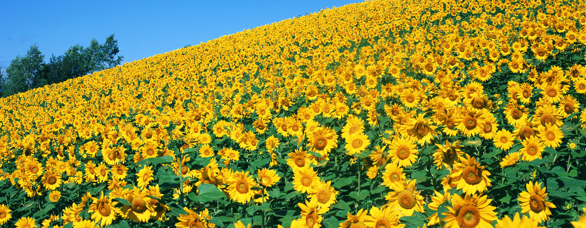 内蒙古森旺达商贸有限公司